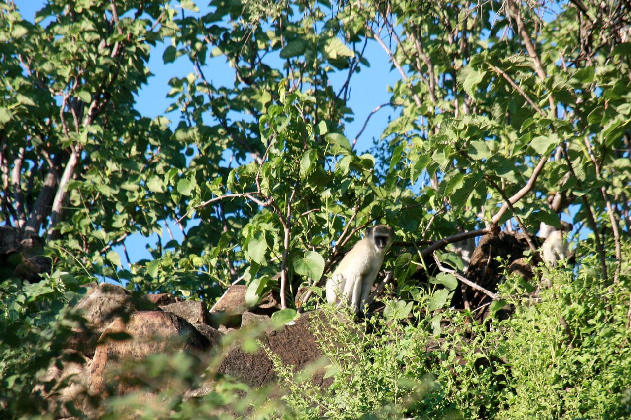 Ghaub Nature Reserve & Farm - One Namibia Grootfontein エクステリア 写真