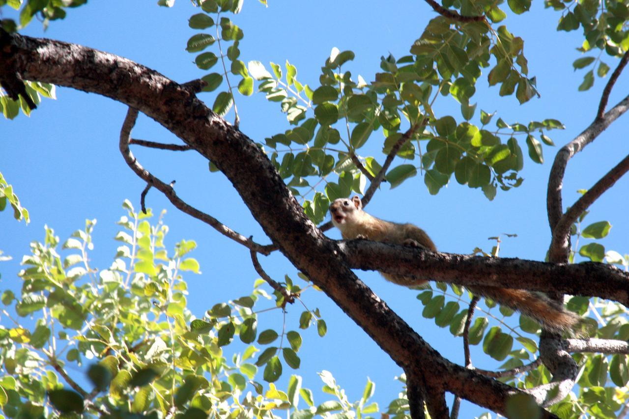 Ghaub Nature Reserve & Farm - One Namibia Grootfontein エクステリア 写真